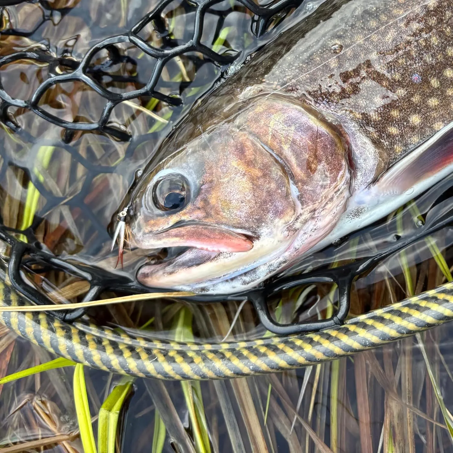 Prince Nymphs for Fly Fishing 12 Pack - Hook Sizes 12-18, Wet Fly Accessories, Trout Flies, Wet Fies Box and Tools, Fishing Flies for Bass and Panfish, Nymph